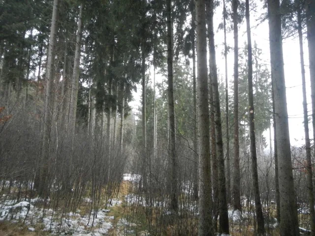 Zwangsversteigerung Land-/Forstwirtschaft in Schönberg: Objektfoto