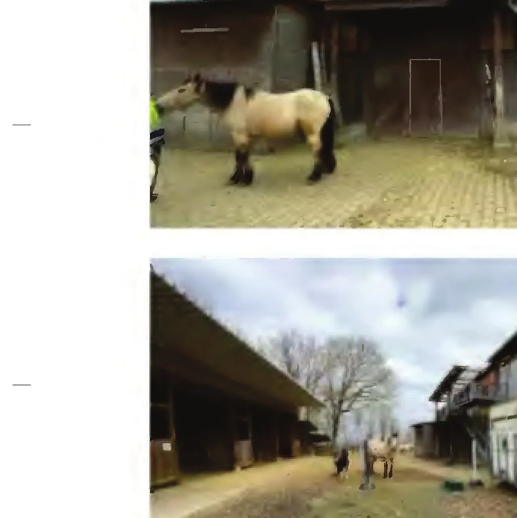 Außenaufnahme eines Pferdes auf dem Hof vor Stallgebäuden, Gebäude nicht Hauptmotiv.