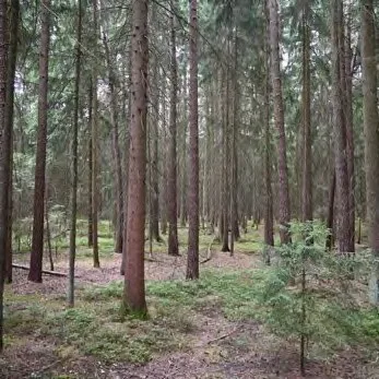 Zwangsversteigerung Land-/Forstwirtschaft in Burk: Objektfoto