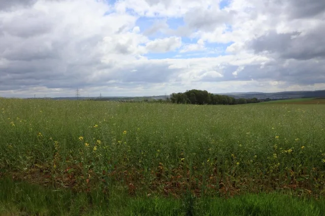 Zwangsversteigerung Land-/Forstwirtschaft in Marktheidenfeld: Objektfoto