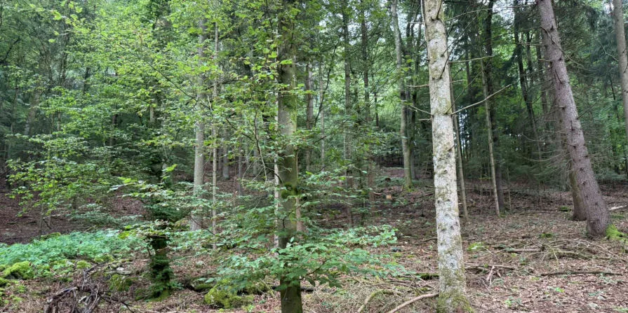 Waldbestand mit Laubbäumen und Unterwuchs, kein Gebäude erkennbar