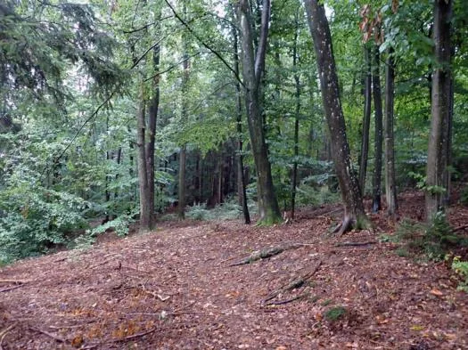 Zwangsversteigerung Land-/Forstwirtschaft in Burk: Objektfoto