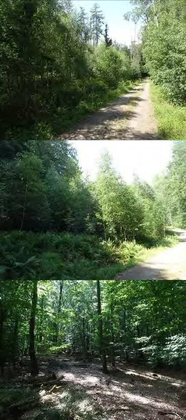 Property access - forest paths and woodland