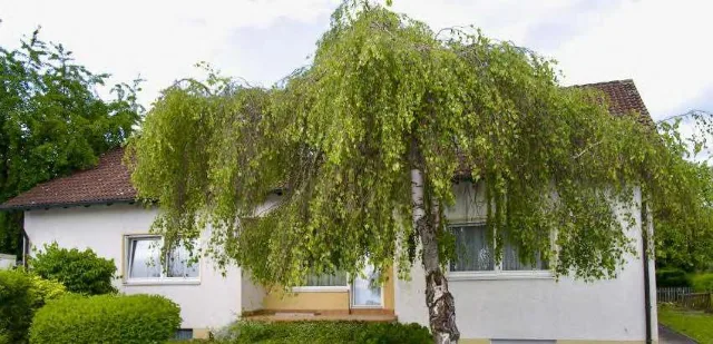 Zwangsversteigerung Einfamilienhaus in Lauingen: Objektfoto
