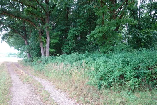 Zwangsversteigerung Land-/Forstwirtschaft in Sulzbach-Rosenberg: Objektfoto