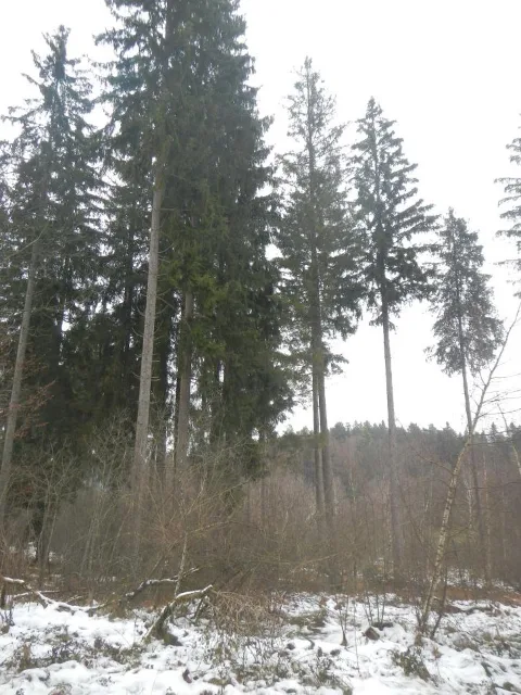 Zwangsversteigerung Sonstiges in Schönberg – Objektfoto