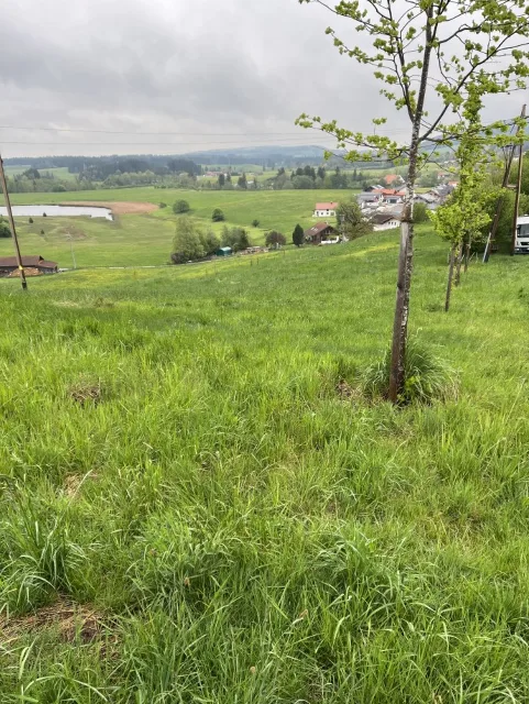 Zwangsversteigerung Land-/Forstwirtschaft in Steingaden: Objektfoto