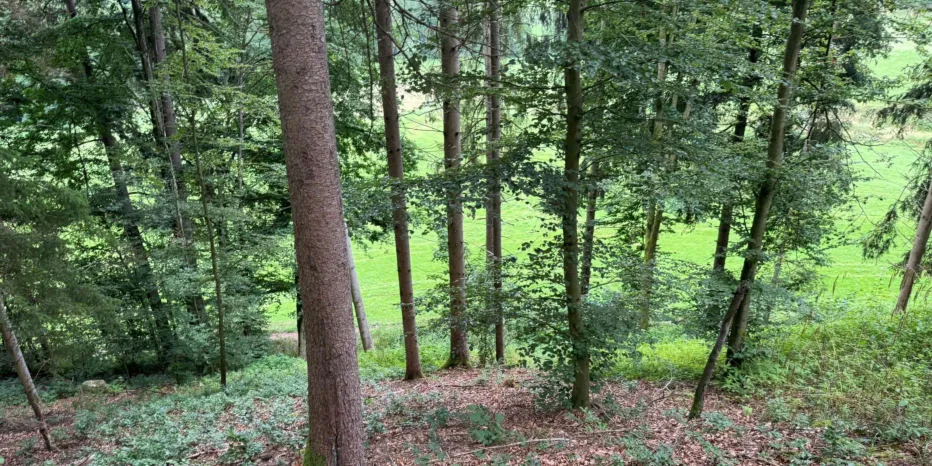 Waldfläche mit hohen Bäumen, im Hintergrund eine offene Wiese.