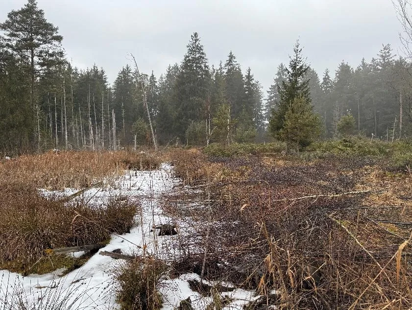 Feuchte Senke mit Gras, Totholz und Restschnee, Waldrand im Hintergrund. Kein Gebäude erkennbar.
