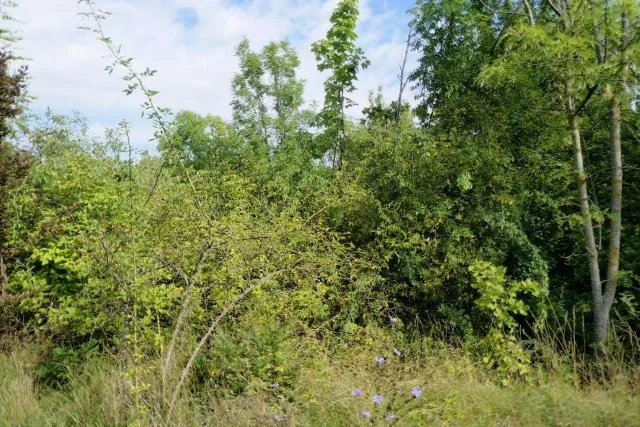 Zwangsversteigerung Unbebautes Grundstück in Erfurt: Objektfoto