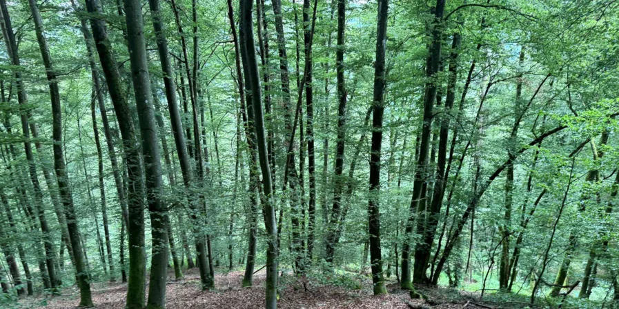 Waldbestand mit schlanken Buchen auf dem Grundstück, kein Gebäude sichtbar