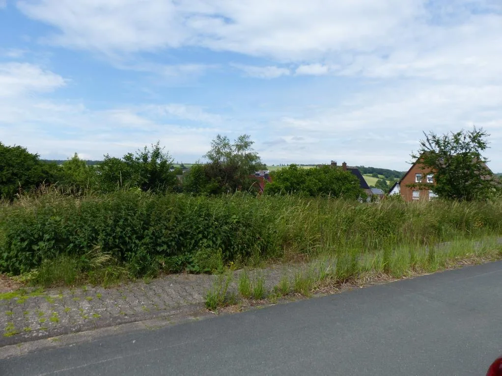 Unbebautes, verwildertes Grundstück an einer Straße; Wohnhäuser nur im Hintergrund sichtbar