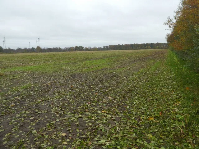 Zwangsversteigerung Unbebautes Grundstück in Saterland: Objektfoto