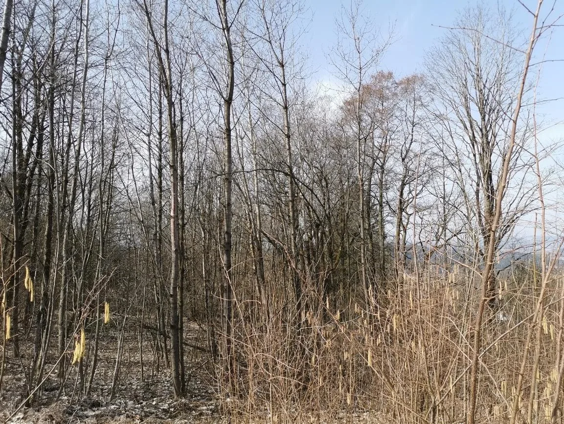 Waldbestand/Grundstückszufahrt ohne dominantes Gebäude