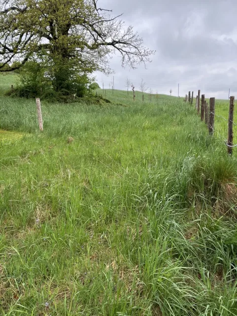 Zwangsversteigerung Land-/Forstwirtschaft in Steingaden: Objektfoto