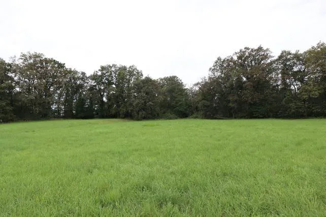 Grünes Grundstück mit Wiese vor Baumreihe, kein Gebäude im Hauptmotiv sichtbar.