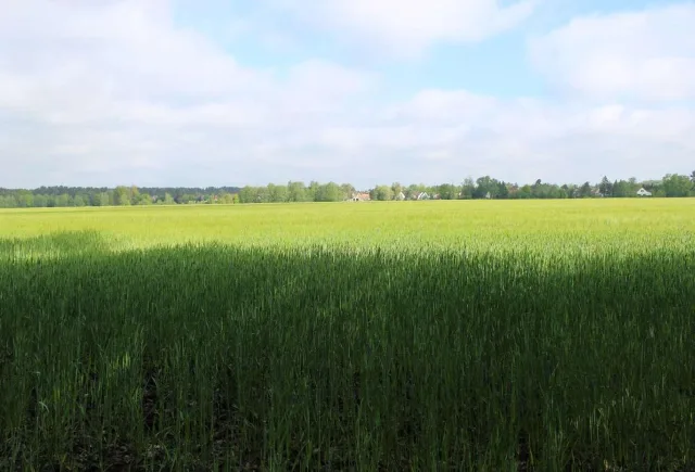 Zwangsversteigerung Unbebautes Grundstück in Lauta: Objektfoto