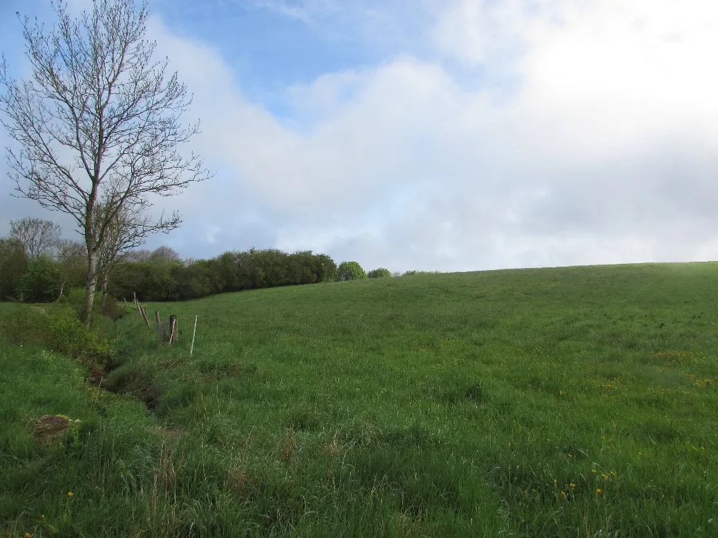 Hügelige Wiese mit einzelnem Baum und Gehölz, kein Gebäude sichtbar.